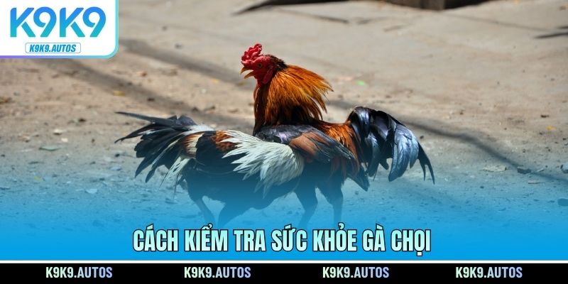 Cách kiểm tra sức khỏe gà chọi
