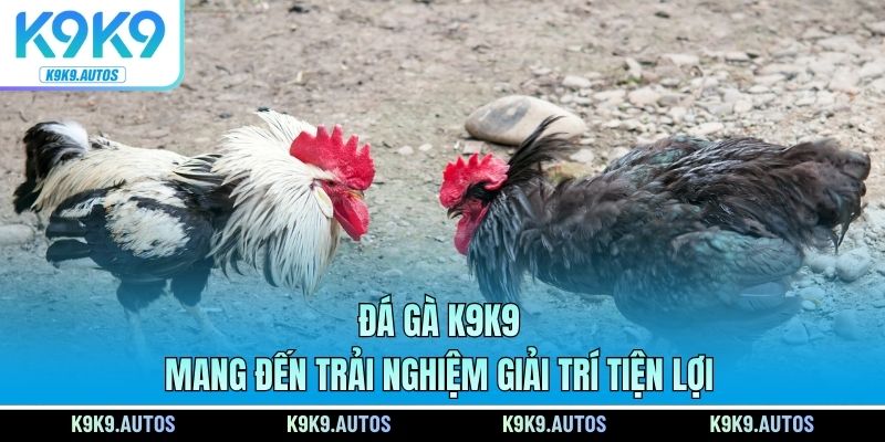 Đá gà K9K9 mang đến trải nghiệm giải trí tiện lợi