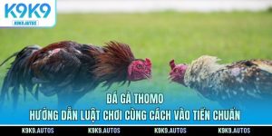 Đá Gà Thomo - Hướng Dẫn Luật Chơi Cùng Cách Vào Tiền Chuẩn