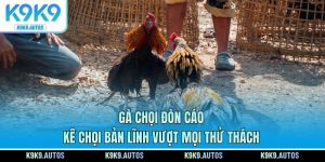 Gà Chọi Đòn Cáo – Kê Chọi Bản Lĩnh Vượt Mọi Thử Thách