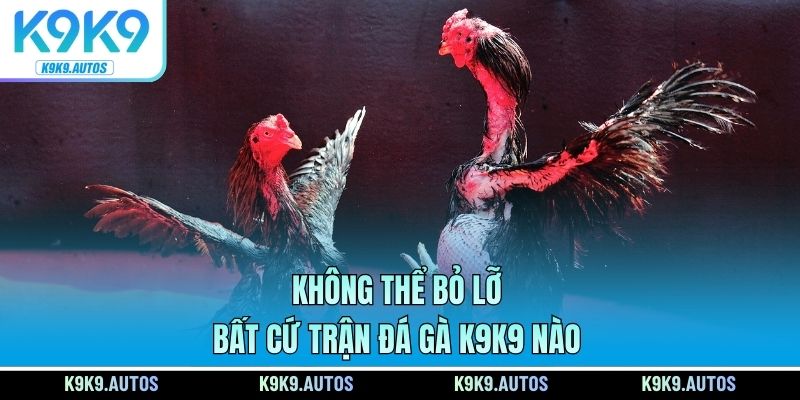 Không thể bỏ lỡ bất cứ trận đá gà K9K9 nào