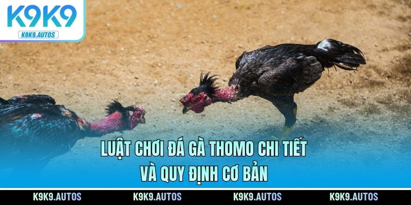 Luật chơi đá gà Thomo chi tiết và quy định cơ bản