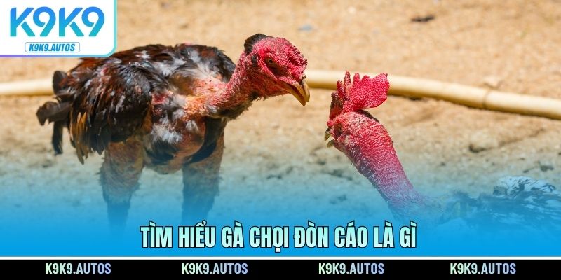 Tìm hiểu gà chọi đòn cáo là gì
