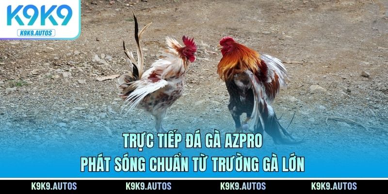 Trực Tiếp Đá Gà AZPRO - Phát Sóng Chuẩn Từ Trường Gà Lớn