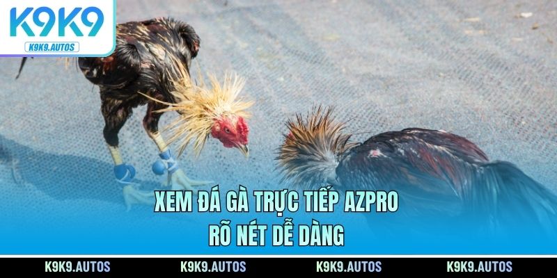 Xem đá gà trực tiếp AZPRO rõ nét dễ dàng